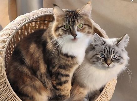 sibirische Waldkatzenkinder