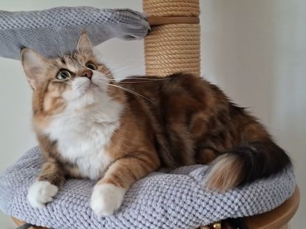 sibirische Waldkatzenkinder