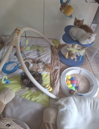 sibirische Waldkatzenkinder