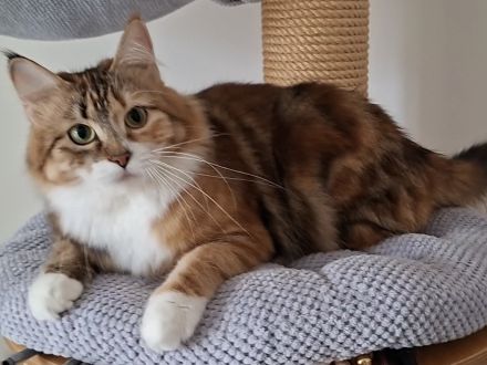 sibirische Waldkatzenkinder