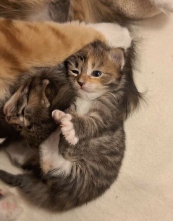 sibirische Waldkatzenkinder