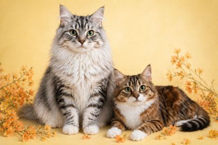 sibirische Waldkatzenkinder