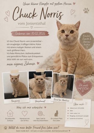 Katerchen suchen liebevolles Zuhause