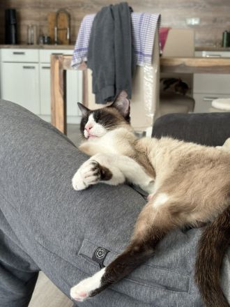 Lilù wartet auf einen Kuschel- und Spielplatz für sich und Freund Piaget