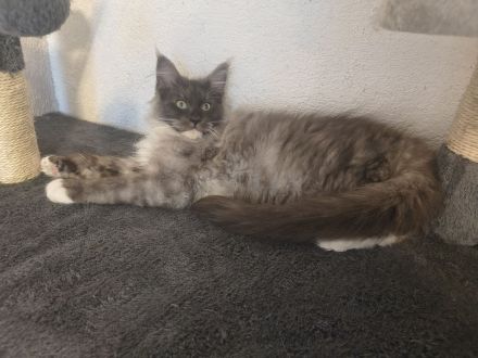Top Maine Coon Kitten Black Smoke reinrassig