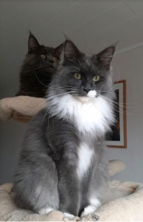 Top Maine Coon Kitten Black Smoke reinrassig