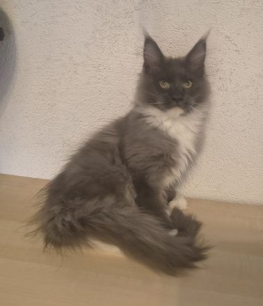 Top Maine Coon Kitten Black Smoke reinrassig