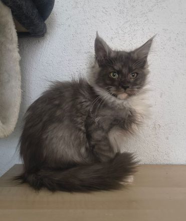 Top Maine Coon Kitten Black Smoke reinrassig