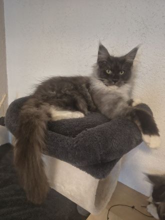 Top Maine Coon Kitten Black Smoke reinrassig