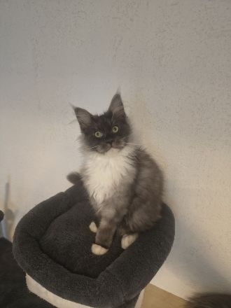 Top Maine Coon Kitten Black Smoke reinrassig