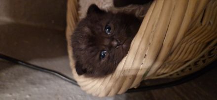 Schwarzes BKH-MIX Kitten zu verkaufen