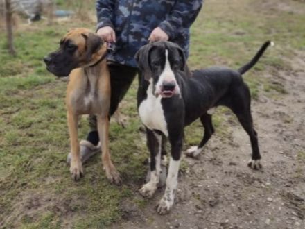 Schweren Herzens: Liebevolles Zuhause für wunderschönen Deutschen Doggen-Rüden gesucht 🐾