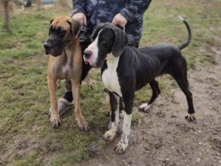 Schweren Herzens: Liebevolles Zuhause für wunderschönen Deutschen Doggen-Rüden gesucht 🐾