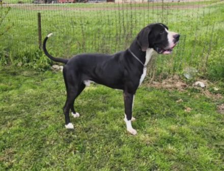 Schweren Herzens: Liebevolles Zuhause für wunderschönen Deutschen Doggen-Rüden gesucht 🐾