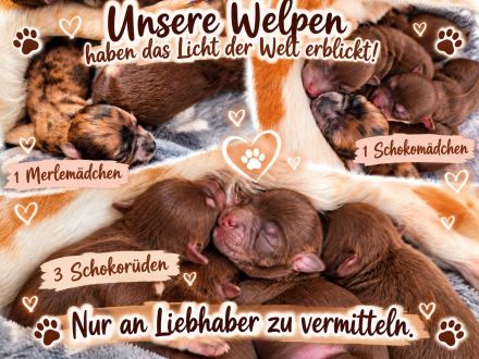 Chihuahua Welpen