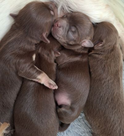 Chihuahua Welpen