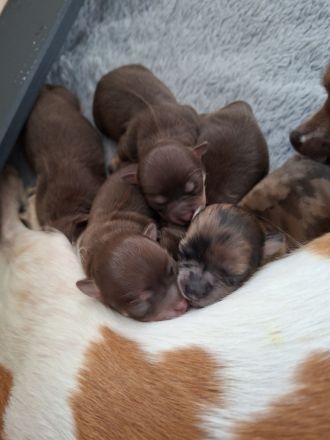 Chihuahua Welpen