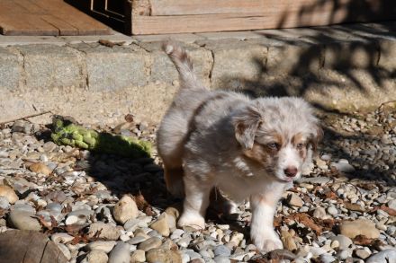 Liebe, reinrassige Border Collie Welpen