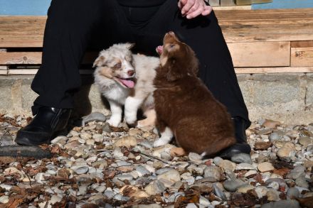 Liebe, reinrassige Border Collie Welpen