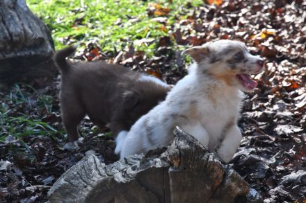 Liebe, reinrassige Border Collie Welpen
