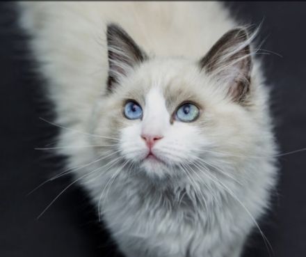 SUCHE reinrassigen Ragdoll Deckkater