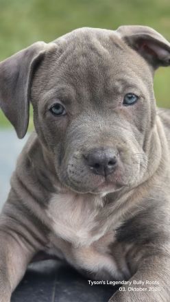 American Bully Welpen TLBR