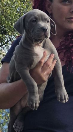 American Bully Welpen TLBR