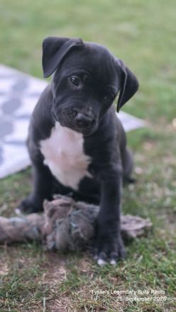 American Bully Welpen TLBR