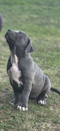 American Bully Welpen TLBR