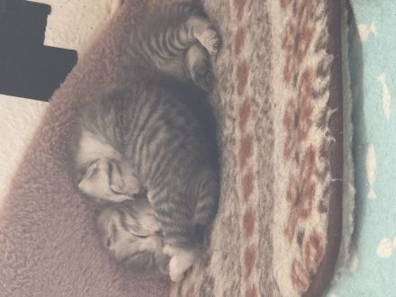 Baby Katzen