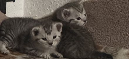 Baby Katzen