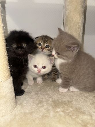 Zuckersüße 4 Kitten suchen ihre Wohlfühloase
