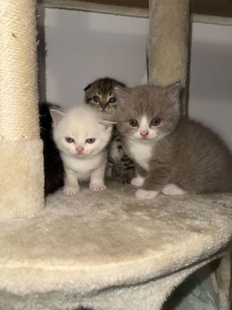Zuckersüße 4 Kitten suchen ihre Wohlfühloase