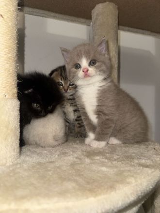 Zuckersüße 4 Kitten suchen ihre Wohlfühloase