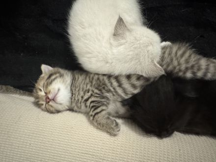 Zuckersüße 4 Kitten suchen ihre Wohlfühloase