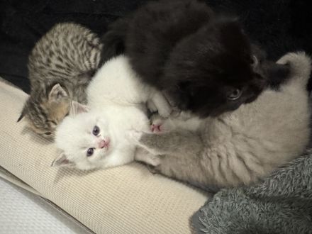 Zuckersüße 4 Kitten suchen ihre Wohlfühloase