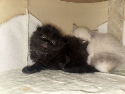 Zuckersüße 4 Kitten suchen ihre Wohlfühloase