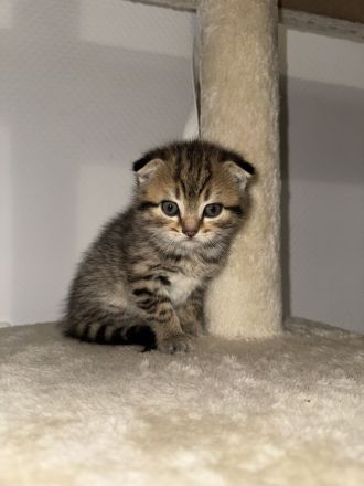 Zuckersüße 4 Kitten suchen ihre Wohlfühloase