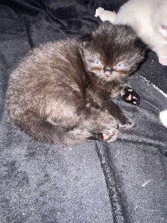 Zuckersüße 4 Kitten suchen ihre Wohlfühloase