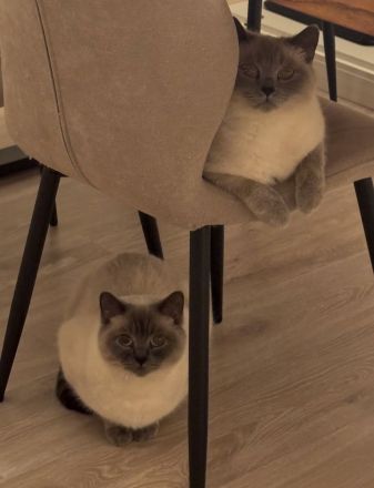 BKH Kater und Katze (Mutter und Sohn)