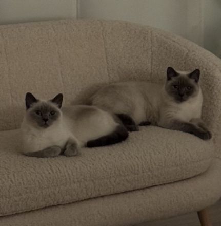 BKH Kater und Katze (Mutter und Sohn)