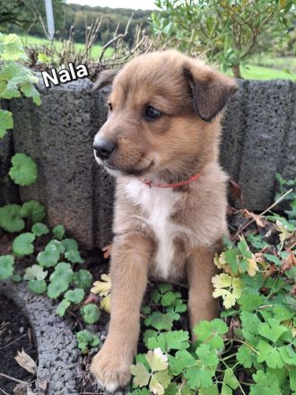 Malinois-Border Collie- Mischlings Welpen