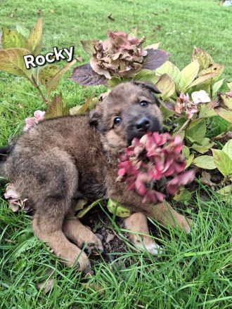Malinois-Border Collie- Mischlings Welpen