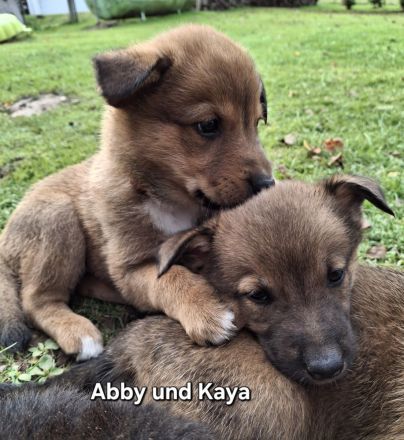 Malinois-Border Collie- Mischlings Welpen