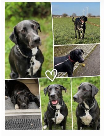 Freundliche Dt. Dogge - Schäferhund - Mix - Hündin