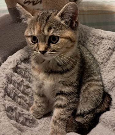 Wunderschöne BKH Kitten