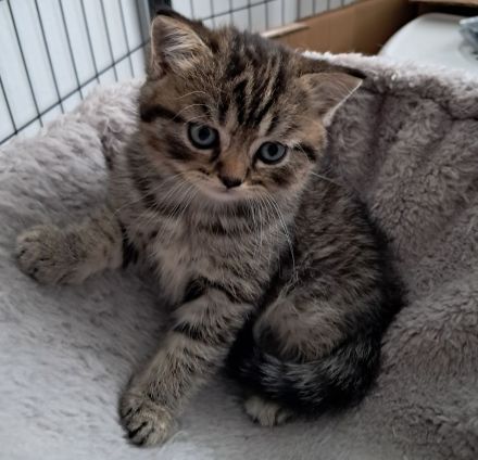 Wunderschöne BKH Kitten