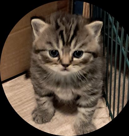 Wunderschöne BKH Kitten