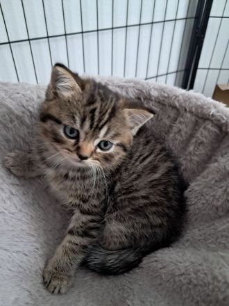 Wunderschöne BKH Kitten