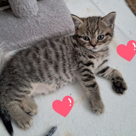 Wunderschöne BKH Kitten